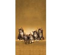 Cats, rideau imprimé 5 chatons marrons 140x245 cm, 1 part Multicolore G