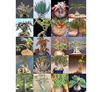 Caudex Seeds s Mix Rare Base Seeds Exotic Caudiciform Succulents Bonsai 20 Seeds: Only Seeds