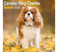 Cavalier King Charles Calendar 2026 Square Dog Breed Wall Calendar - 16 Month
