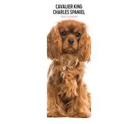 Cavalier King Charles Calendrier fin 2025