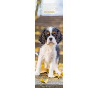 Cavalier King Charles Slim Calendrier 2024