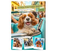 Cavalier King Charles Spaniel - Drôle de voyage autour du monde en mode selfie, Version française (Calendrier mural 2026 DIN A3 portrait), Calendrier CALVENDO mensuel