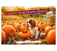 Cavalier King Charles Spaniel - Ein Jahr voller Erlebnisse (Wandkalender 2027 DIN A4 quer), CALVENDO Monatskalender: Charmante Cavalier¿Momente voller Freude, Natur und herzlichen Erlebnissen.