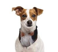 Cavalier King Charles Spaniel : mère et Petits,Bandanas pour Chien, écharpe en Coton, Bavoirs réglables pour Animaux de Compagnie,L