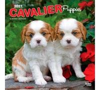Cavalier King Charles Spaniel Puppies 2027 Square Flap