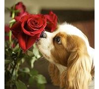 Cavalier King Charles Spaniel Rose Fleur DIY 5D Diamant Peinture Kits Animal Chien Animal Point De Croix Broderie Complète Forage Rond Décor Art Artisanat 40x50 cm