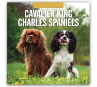 Cavalier King Charles Spaniels 2026 Square Wall Calendar