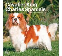 Cavalier King Charles Spaniels 2027 - 16-Monatskalender: Original BrownTrout-Kalender [Mehrsprachig] [Kalender]