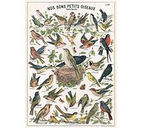 Cavallini Decorative Paper - Nos Bons Petits Oiseaux 20x28 Sheet by Cavallini Papers & Co.
