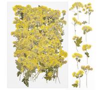 Cayway 100 PCS Paquet Fleur Pressée Naturelle, Marguerite Fleurs Pressé Séchées Naturelles Florales Naturelles Feuille de Fleurs Pressées pour Bricolage Résine Bijoux Faisant Floraux