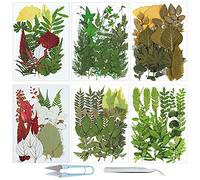 Cayway 128 PCS Bricolage Fleurs Séchées Ensemble Feuilles Naturelles Pressées à Sec, Pince à Epiler et Ciseaux, Fleurs Pressées Séchées Fleurs Sechees Naturelles pour L'artisanat d'art de Bricolage