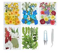 Cayway 166 PCS Bricolage Fleurs Séchées Ensemble Feuilles Naturelles Pressées à Sec, Pince à Epiler et Ciseaux, Fleurs Pressées Séchées Fleurs Sechees Naturelles pour L'artisanat d'art de Bricolage