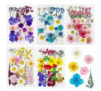 Cayway 170 PCS Bricolage Fleurs Séchées Ensemble Feuilles Naturelles Pressées à Sec, Noir et Blanc Fleurs Pressées Séchées Fleurs Sechees Naturelles pour L'artisanat d'art de Bricolage, Coloré