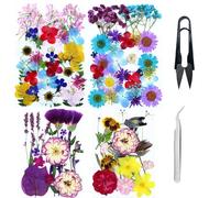 Cayway 4 Paquet Fleurs Séchées Pressées Naturelles, Pressé Fleur Décoratives Mixtes Styles pour Scrapbooking Artisanat, Bricolage Art Décorations Florales Décors, Style C