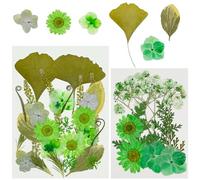 Cayway 40 PCS Bricolage Fleurs Séchées Ensemble Feuilles Naturelles Pressées à Sec, Vert Fleurs Pressées Séchées Fleurs Sechees Naturelles pour L'artisanat D'art de Bricolage