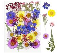 Cayway 40 PCS Fleurs Pressé Séchées Naturelles, Fleurs Séchées Naturelles Florales Naturelles Feuille de Fleurs Pressées pour Bricolage Résine Bijoux Faisant Floraux Nail Art, Pourpre