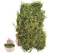 Cayway Tuft d'Herbe Statique, Mousse Verte Artificielle pour Plantes en Pot, Artisanat, Fleurs, Centres de Table, Décoration de Jardin Féérique