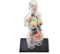 CCKUYT Modèle d'anatomie Grossesse Féminine Organes de Grossesse Modèle d'enseignement Humain d'anatomie, 41 Organes et Parties du Corps détachables - pour la Formation médicale