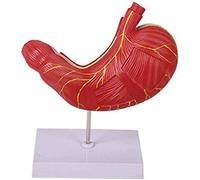 CCKUYT Modèle d'anatomie Musculaire de l'estomac - Modèle Anatomique des Organes Humains - Modèle de démonstration pédagogique des Organes de l'estomac - pour modèle médical d'affichage d'étude