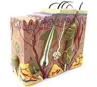 CCKUYT Modèle d'anatomie Recherche Scientifique Dissection des Tissus modèle d'enseignement modèle de Peau 70X Outil pédagogique/modèle d'organe Humain