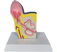 CCKUYT Modèle de Corps modèle éducatif modèle Anatomique d'oreille de Chien - modèle d'organe Animal - matériau PVC Chien Anatomique