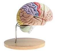 CCKUYT Modèle d'organe Modèle d'anatomie du Cerveau Humain Amovible, grossissement 2X Modèle d'anatomie du Cerveau Humain en 4 Parties Modèle Anatomique Humain Modèle Anatomique
