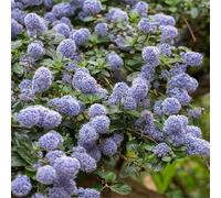 Céanothe Gloire de Versailles - Ceanothus Gloire de Versailles 50 cm Pot 3l - Plante En Pot - Floraison Printemps - Hauteur 2 à 3 m