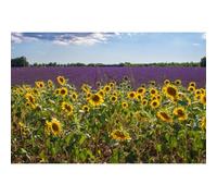 Ceanothe Tableau sur toile champ de tournesols en Provence 45x65 cm