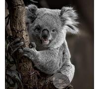 Ceanothe Tableau sur toile koala 30x30 cm