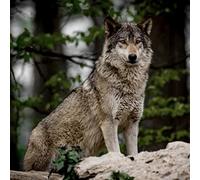 Ceanothe Tableau sur Toile Loup 45x45 cm Décoration Murale Art Décoratif Muraux Peinture Imprimée en HD Salon Chambre Bureau Bois de Forêt FSC Fabriqué en France