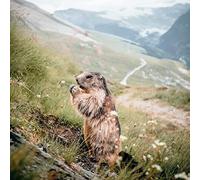 Ceanothe Tableau sur Toile marmotte 45x45 cm Décoration Murale Art Décoratif Muraux Peinture Imprimée en HD Salon Chambre Bureau Bois de Forêt FSC Fabriqué en France