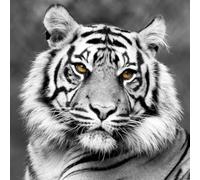 Ceanothe Tableau sur toile tigre de face 45x45 cm | Tableau sur toile tigre de face 45x45 cm Décoration Murale Art Imprimée en HD Idéal pour Salon Chambre Bureau - Bois FSC