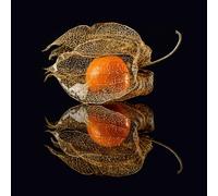 Ceanothe Tableau sur verre l'art du goût 30x30 cm - Impression Image Haute Définition Pour Décoration Murale avec Finition Brillante Fabriqué en France