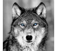 Ceanothe Tableau sur verre loup aux yeux bleus 45x45 cm - Impression Image Haute Définition Pour Décoration Murale avec Finition Brillante Fabriqué en France