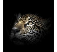 Ceanothe Tableau sur verre regard léopard 45x45 cm - Impression Image Haute Définition Pour Décoration Murale avec Finition Brillante Fabriqué en France