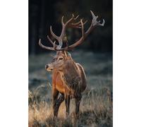 Ceanothe Tableau sur verre synthétique cerf sauvage 80x120 cm Impression Image en Haute Définition Tableau mural décoratif Fabriqué en France