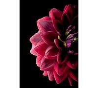 Ceanothe Tableau sur verre synthétique dahlia 65x97 cm Impression Image en Haute Définition Tableau mural décoratif Fabriqué en France