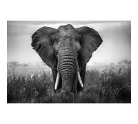 Ceanothe Tableau sur verre synthétique éléphant noir & blanc 80x120 cm Impression Image en Haute Définition Tableau mural décoratif Fabriqué en France
