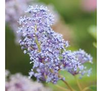 Céanothe Thyrsiflorus Skylark - Ceanothus Thyrsiflorus Skylark 30/35 cm Pot 3l - Plante En Pot - Floraison Printemps - Hauteur 12 à 15 m