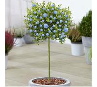 Céanothe Victoria Lilas sauvage de Californie en pot pour petits jardins