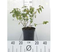 Ceanothus del. gloire de Versailles' - Fleur de sac 40- 50 cm conteneur