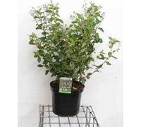 Ceanothus del. 'Gloire de Versailles' - Fleur de semis 60- 80 cm conteneur