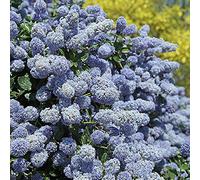 Ceanothus 'Gloire De Versailles'- Céanothe caduc 'Gloire de Versailles' 40-50 cm en conteneur