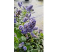 Ceanothus griseus 'Yankee Point' / Céanothe de Carmel/Conteneur de 3 à 4 litres/Arbuste persistant