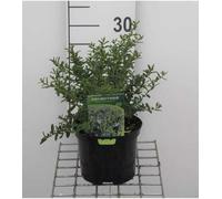 Ceanothus hybr. 'Blue Diamond'® - Céanothe, Lilas De Californie 'Blue Diamond' 30-40 cm en pot