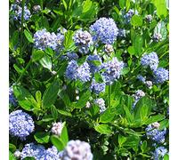 Ceanothus Impressus - Lilas Américain robuste 30-40 cm Pot, robuste et tolérant à la sécheresse