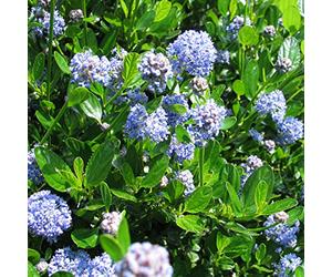 Ceanothus Impressus - Lilas Américain robuste 30-40 cm Pot, robuste et tolérant à la sécheresse