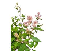 Ceanothus 'Marie Simon' Arbuste décoratif lilas 80-100 cm