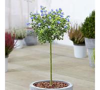 Ceanothus 'Repens', arbre ornemental à feuillage persistant, idéal pour le jardin, le balcon ou la terrasse. Rustique il s'agit d'un lilas sauvage de Californie de 70 à 80 cm de hauteur (pot inclus)