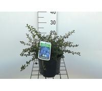 Ceanothus thyrs. 'Repens' - Fleur de vigne en conteneur 25- 30 cm